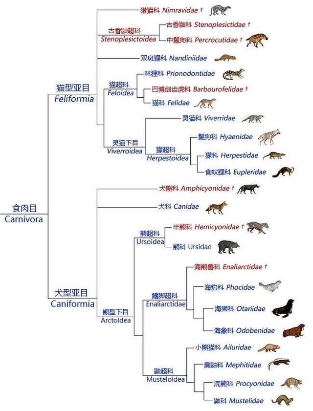 斑鬣狗属于猫科吗:斑鬣狗为什么喜欢掏肛？动物被掏肛时为什么原地不动？