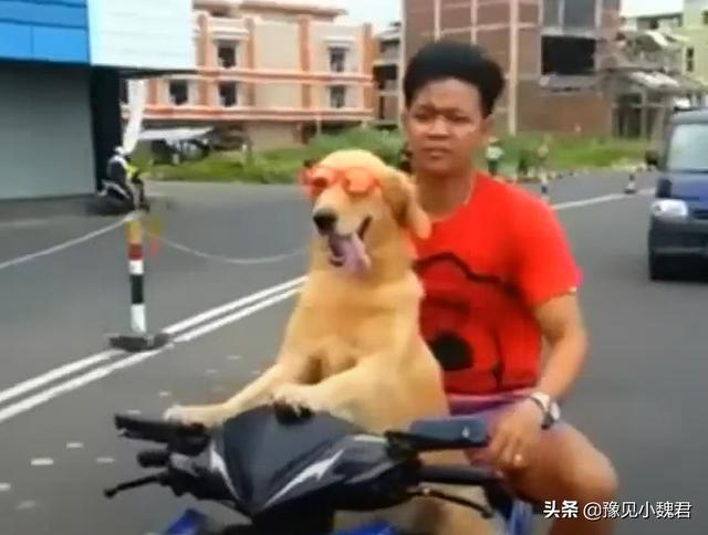 国外格力犬猎兔视频:打猎的狗，有哪些品种值得推荐？