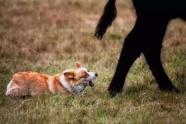 柯基:柯基犬那么小，腿还短，怎么就成牧牛犬了？不怕被牛踩吗？