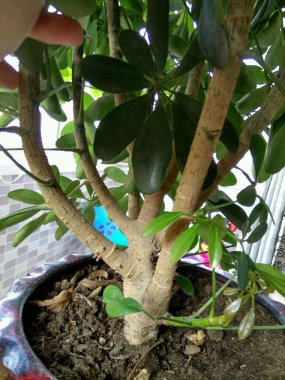 鸭掌木怎样修剪