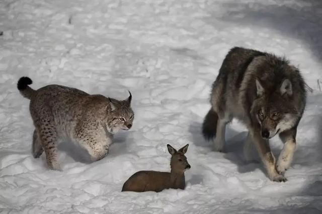 藏獒驴子打架视频播放:大型的纯种藏獒与鬣狗搏斗，无人类干预下，藏獒能打赢吗？