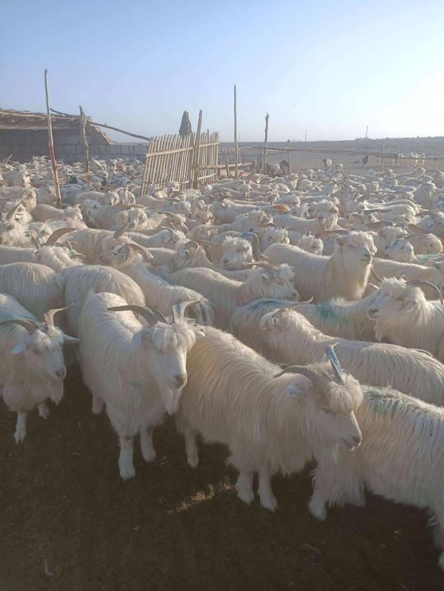 新疆羊肉为啥基本没膻味，为什么有的羊肉没有羊肉味