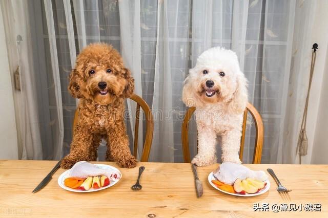 优爵宠物食品:猫粮怎么选，要便宜一点的？