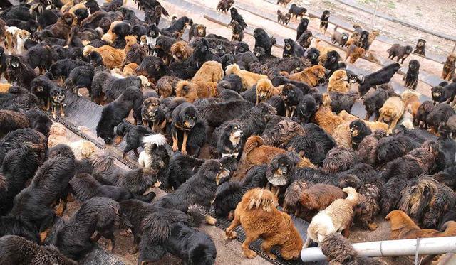 看看最大的藏獒养殖场:流浪猫狗泛滥成灾是否会抵消保护野生动物的成果？