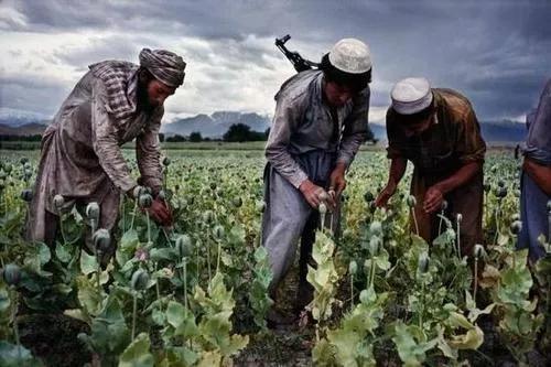 阿富汗会放弃种植鸦片吗，美军为阿富汗种植罂栗提供保护，从中能得到什么利益