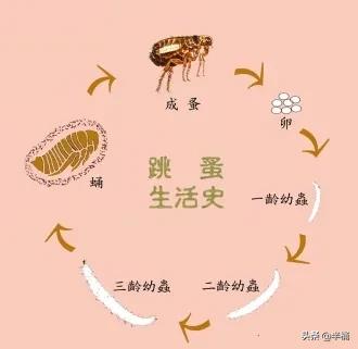 跳蚤怕什么天气:跳蚤怕什么气味 跳蚤怕水啊还是怕高温啊？