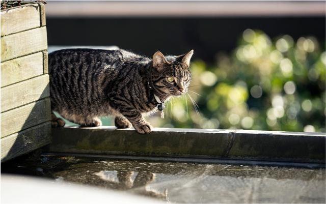 狸花猫的野性有多大？插图46