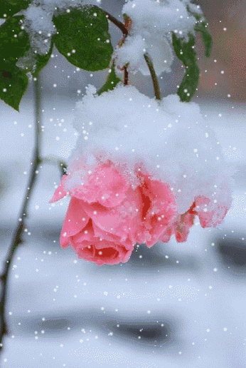 喀麦隆下雪是真的吗，听说今年特别冷，能不能给广东广西下场雪！我爷爷都没有见过呢？
