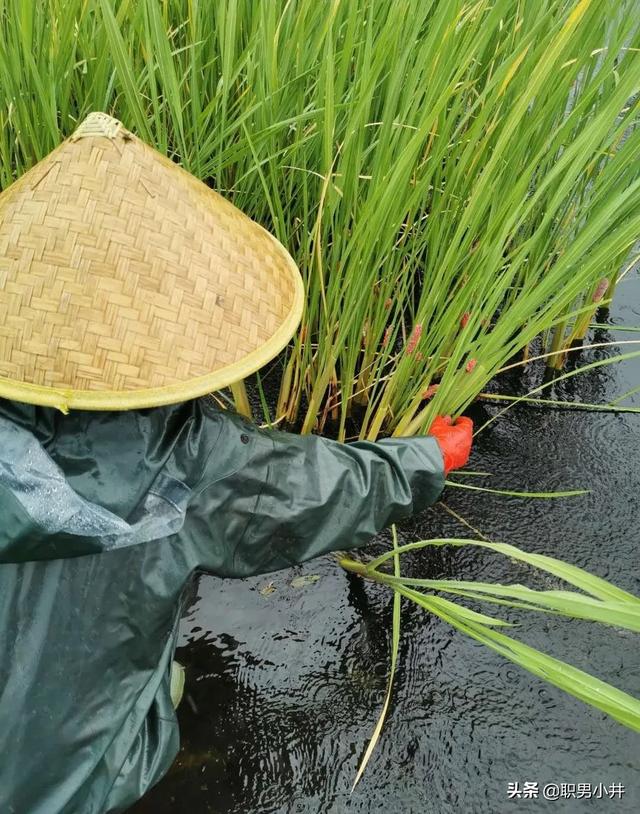 福寿螺和田螺的区别，福寿螺入侵我国不到50年，但农民已叫苦连天，它是何方神圣