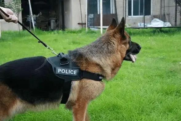 鬣狗vs比特犬:三只比特犬多久可以咬死一只苏门答腊虎？为什么？