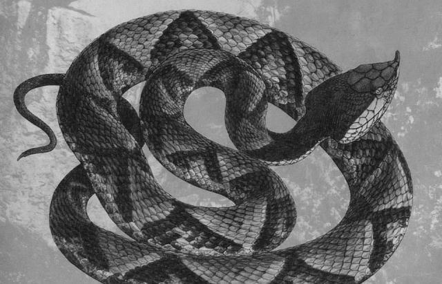 海蛇全部都是毒蛇吗，竹叶青，五步蛇，海蛇哪种蛇最毒