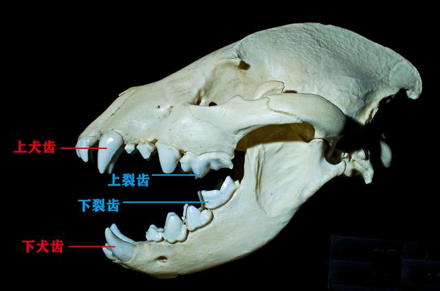 花豹:如何快速区分猎豹、花豹和美洲豹？