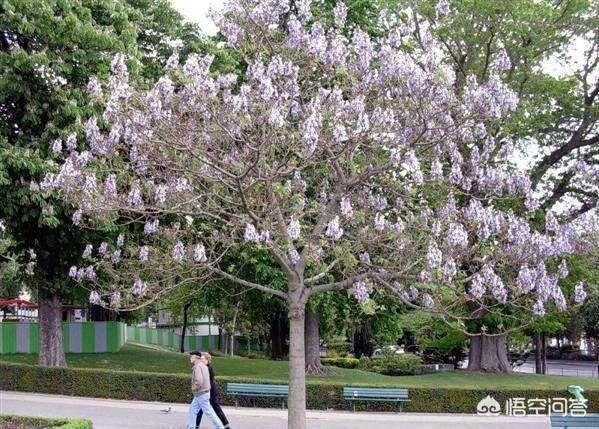 树叶拼的鸟类图片:专家说构树浑身是宝，用途有很多，为啥不少农民却很讨厌构树？ 树叶拼图片大全图片幼儿园