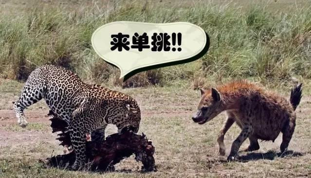 花豹:谁来科普一下，花豹，猎豹，美洲豹，怎么区别？