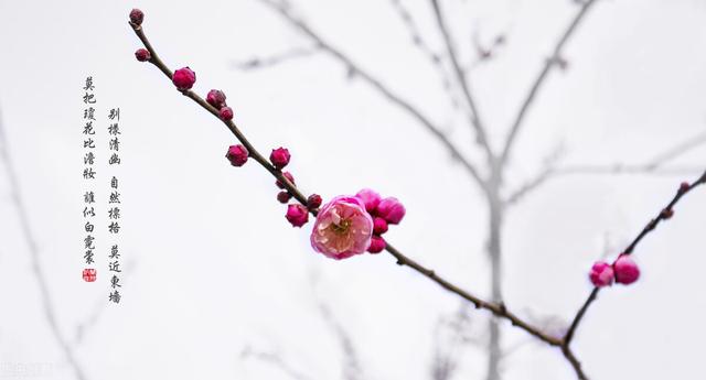 你见过的古诗词中哪一句最美？插图15