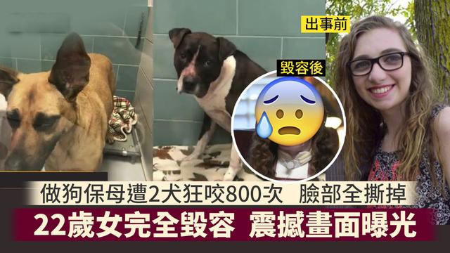 比特vs法国斗牛犬:三只比特犬和一只孟加拉虎关在一个笼子里，会有什么样的结果？