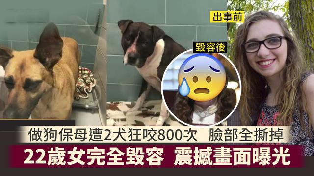 野狗交配:成年非洲野狗与成年比特犬关在十平米房间生死斗，谁会胜出？