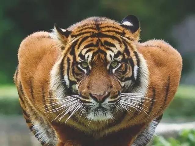 狼王与藏獒阅读:为什么有人说老虎周边不会出现大型的狼群？