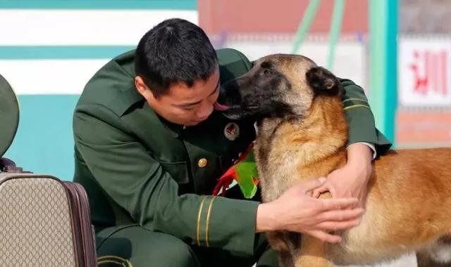 退役军犬黄狐:为什么军犬不能和军人一起退役？