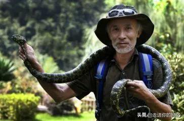 莽山烙铁头多少一条:“蛇中大熊猫”之称的莽山烙铁头是一种怎么的蛇，你了解多少？