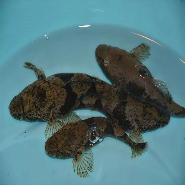 武汉有一种鱼叫土憨巴,你知道是什么鱼吗?-惠修网