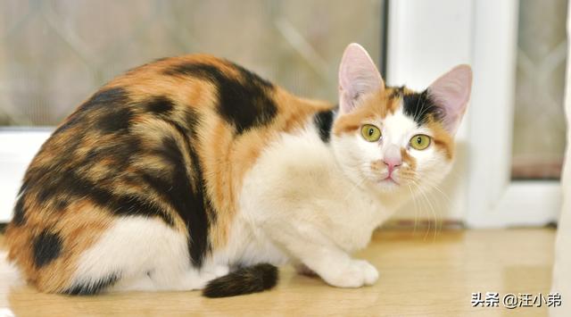 我们家猫咪快要生了，跟前跟后的一直望着我叫，给猫粮也不吃了。是什么原因？插图24