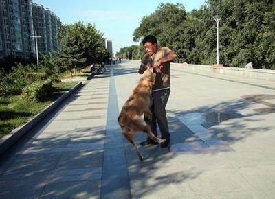 细狗咬狗视频大全:恶狗迎面扑来，哪种做法能保命？转身逃跑、原地不动、英勇反抗？ 开车带细狗咬狗视频