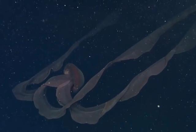 被拍到的巨型海洋生物，巨型冥河水母现身加州深海，触手长达10米，海洋深处究竟多恐怖