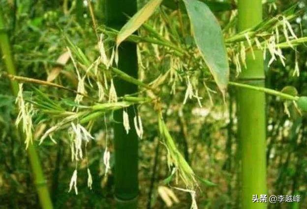 竹子开花有什么预兆和说法吗