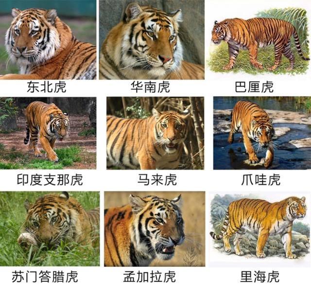 藏獒与老虎打架:世界上品种最大的狗，可以打得过品种最小的老虎吗？为什么？