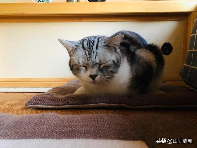 为什么有那么多人不喜欢猫咪呢？