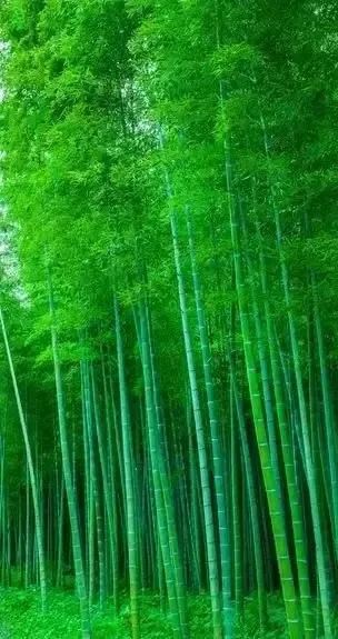 骆琦家庭背景:一个中年丧夫的女人，十年没有再找，她是怎么熬过来的