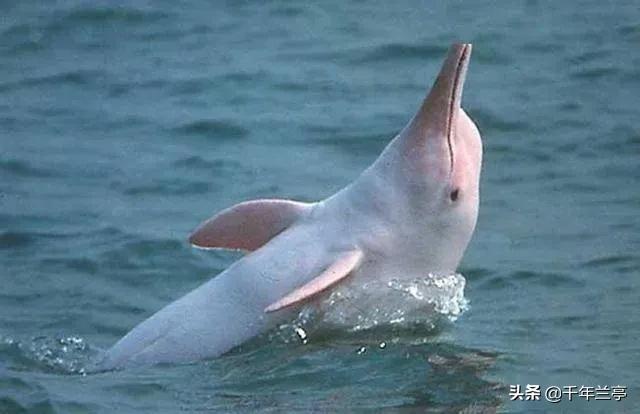 鱼的寿命有多久？有没有人见过鱼老死？插图