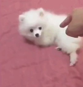 所有大型犬图片及名称:有哪些品种的忠诚温顺大型犬？