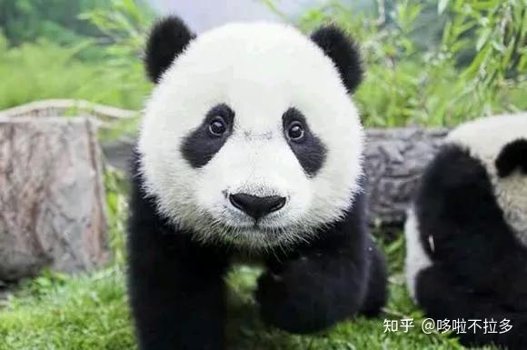 中国有哪些特有物种？