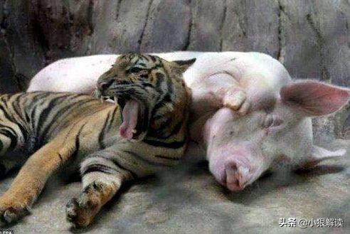 最耐寒的动物:猪睡在冰冷的地上为何不怕冷？
