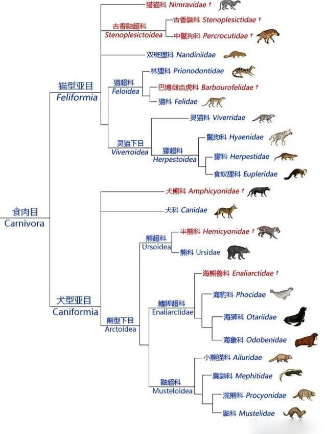 斑鬣狗属于猫科吗:鬣狗究竟是怎样捕获猎物的？