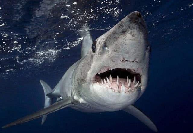 淡水鲨会主动袭击人吗，尼加拉瓜湖里为什么会有鲨鱼