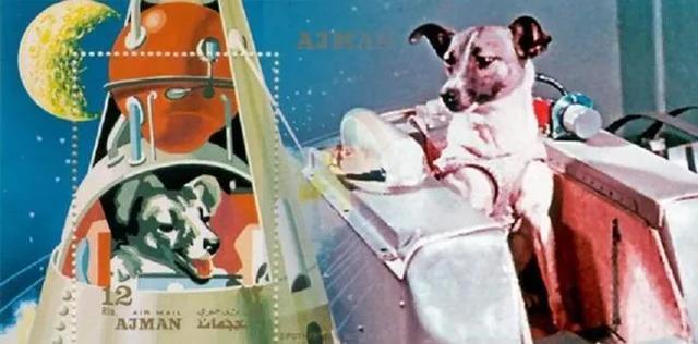 莱卡犬打猎视频:第一只进入太空的狗，在宇宙飘了63年，人类为什么要毒死它？