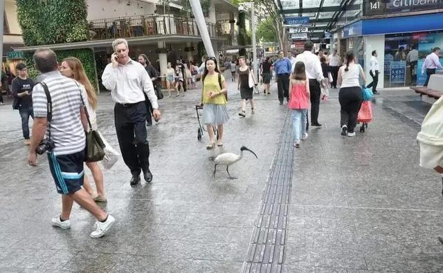 澳大利亚是一个什么样的国家（真实的澳大利亚是怎样的）