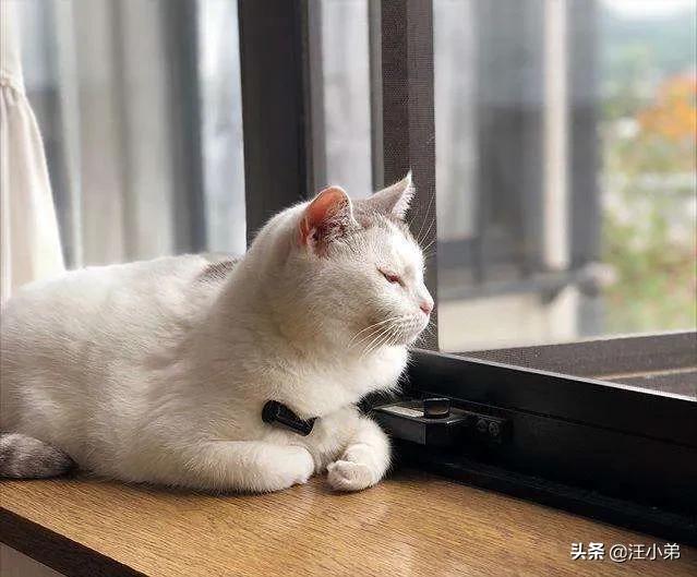 猫咪不乖by:现在的家养猫一辈子不出门对他们来说真的好吗？