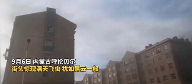 像黑云一样！内蒙古满洲里漫天飞虫来袭，到底是什么有危害吗