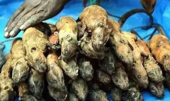 非洲人一般都吃什么呢？插图32