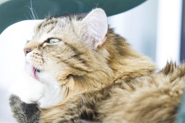 猫惊尸:人去逝后为什么不充许猫从身上跳过？有什么讲究？