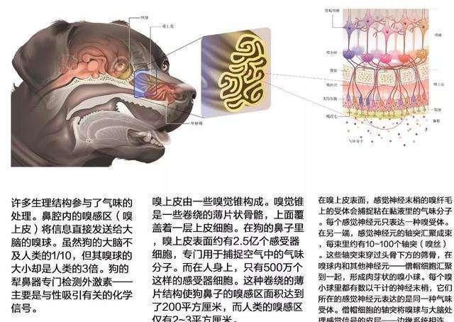 狗狗对屠夫会害怕，在野外屠夫遇到狼是否一样，狼也会怕？插图4