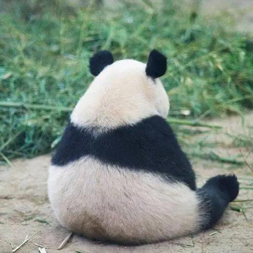 却靠卖萌为生,每当想起那辉煌的过去,我就只能送给大家一个落寞的背影