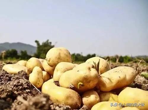 市面上的土豆越来越大，究竟和膨大剂有没有关系？你会吃吗？插图22