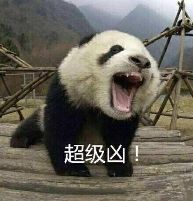 四川曾到处是老虎，大熊猫为何没有被吃绝？插图19