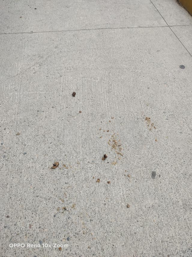 排泄物:小区里养狗，狗狗的排泄物，主人应不应该处理干净？