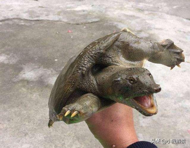 旱獭子什么样:“上岸甲鱼莫伸手，下坡野鸡不能追”，为什么这样说？有道理吗？